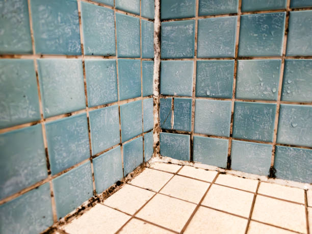 Best Real Estate Mold Inspection  in Findlay, OH